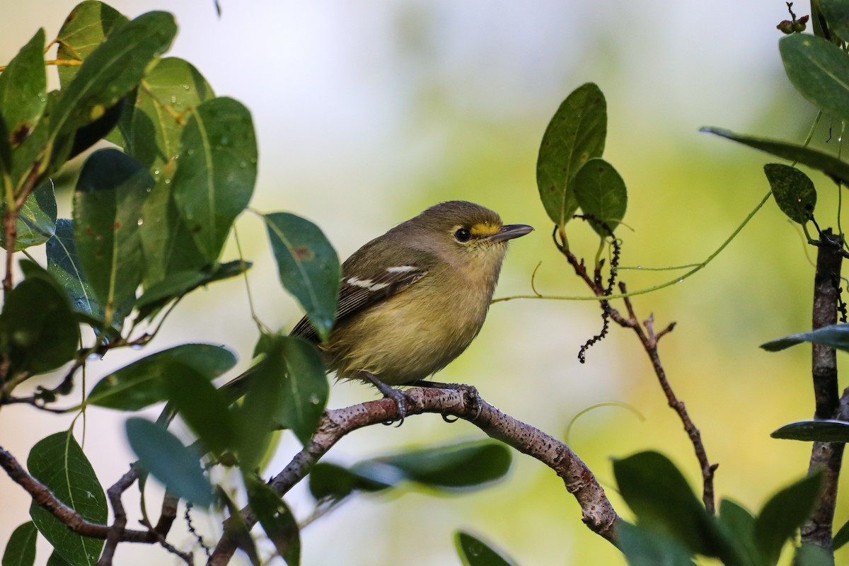Thick-billed Vireo - ML614567829
