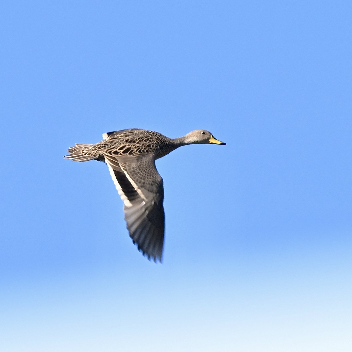 Yellow-billed Pintail (South American) - ML614567831