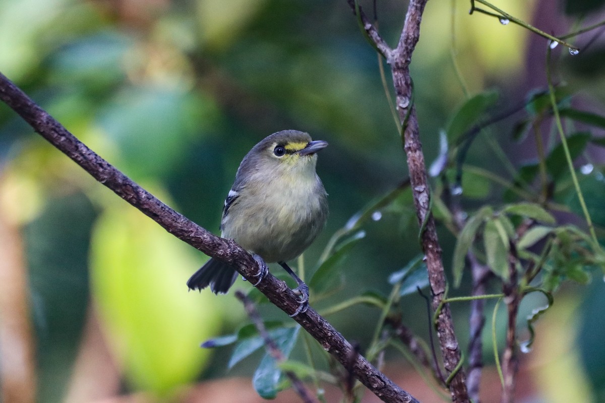 Thick-billed Vireo - ML614567833