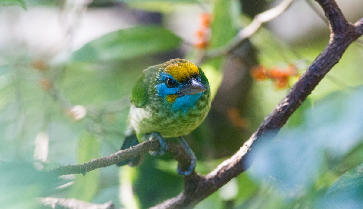 Yellow-fronted Barbet - ML614568140