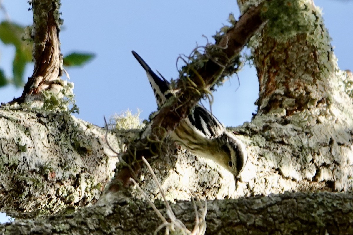 Black-and-white Warbler - ML614568152