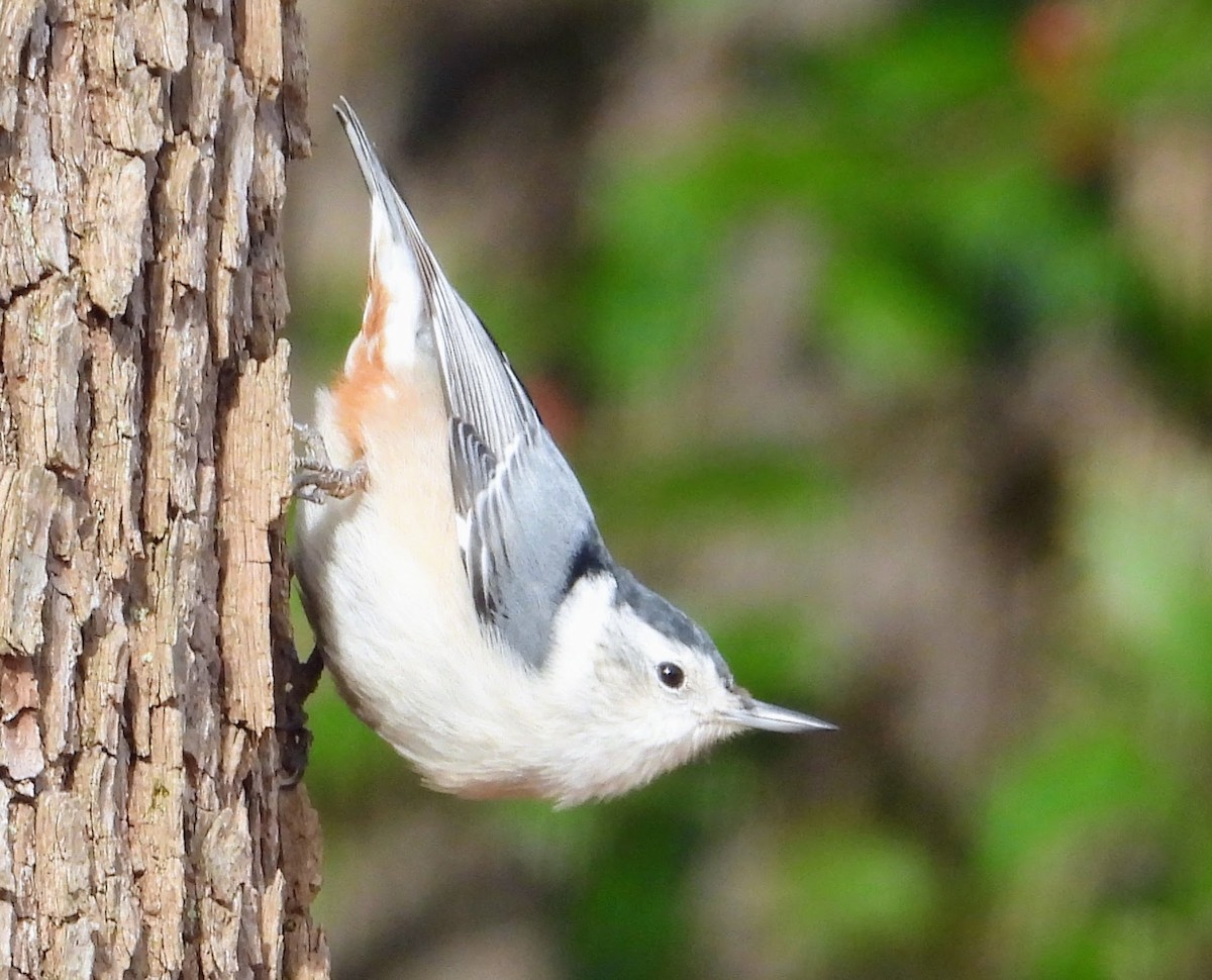 White-breasted Nuthatch - ML614568294