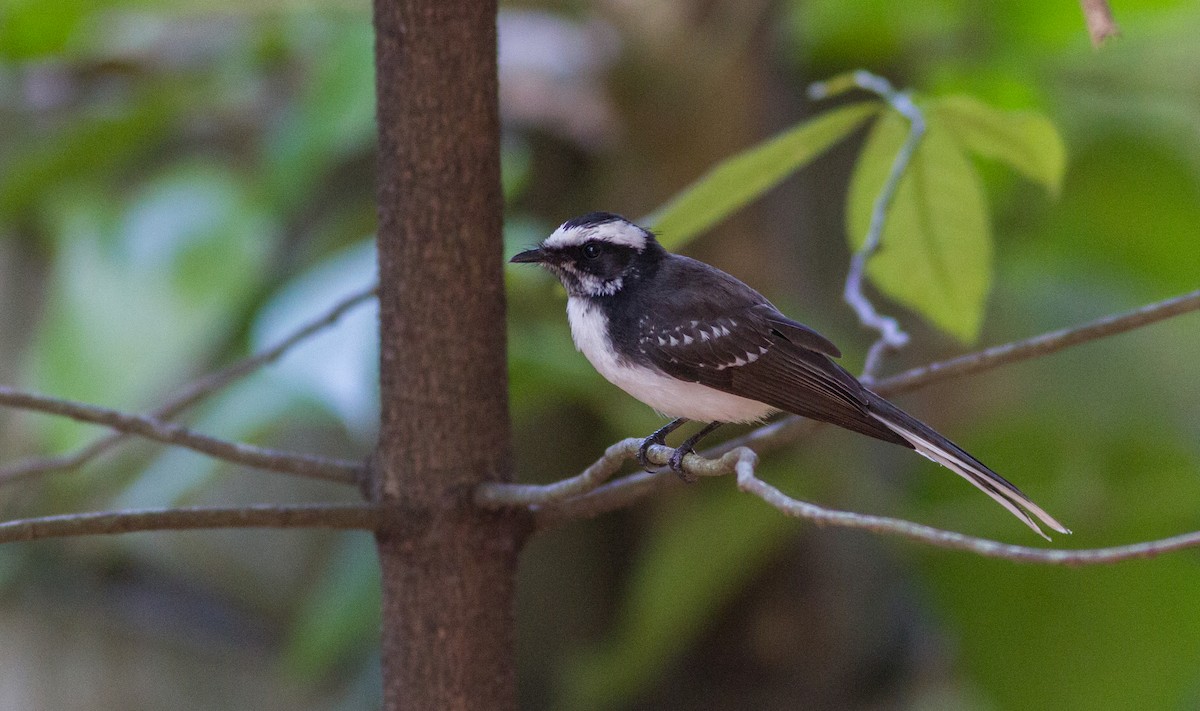 White-browed Fantail - ML614568349