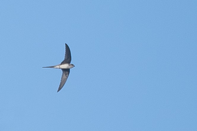 Fork-tailed Palm Swift - ML614568471