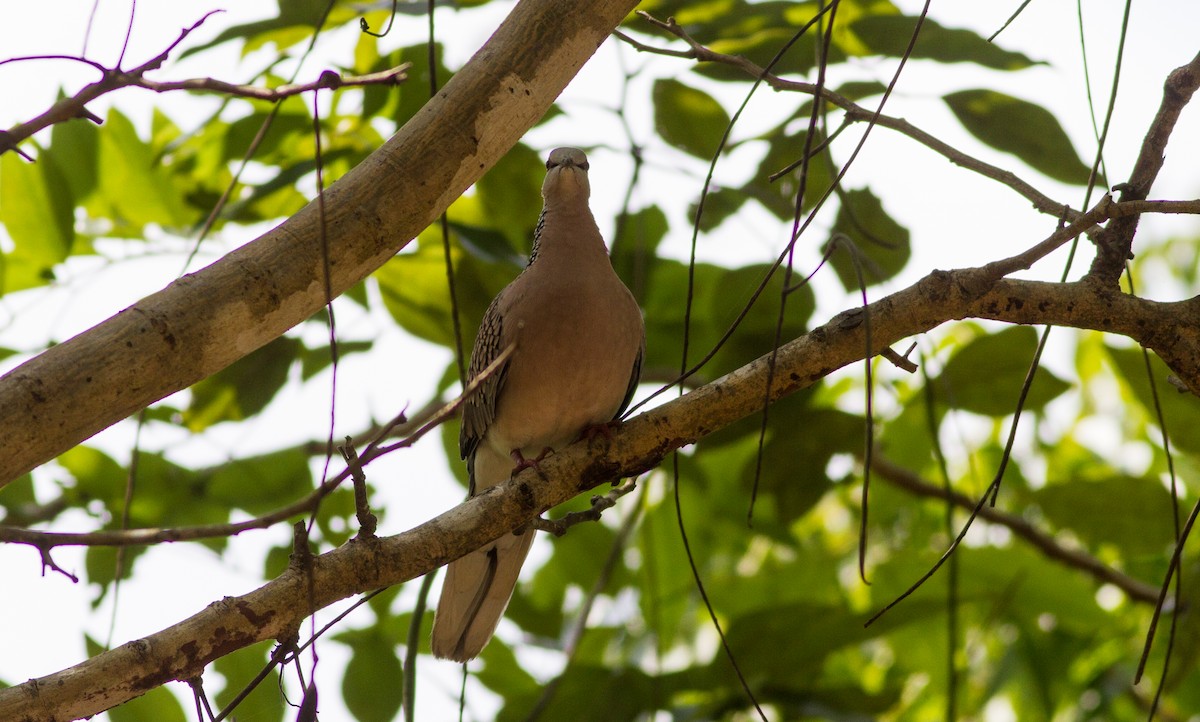 Spotted Dove - ML614568515