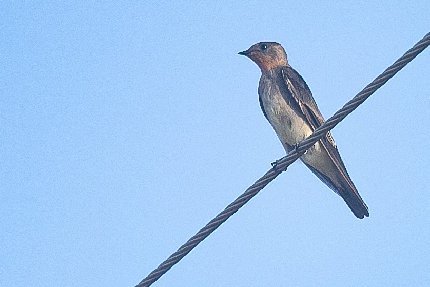 Southern Rough-winged Swallow - ML614568527