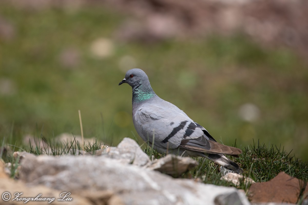Pigeon des rochers - ML614568718