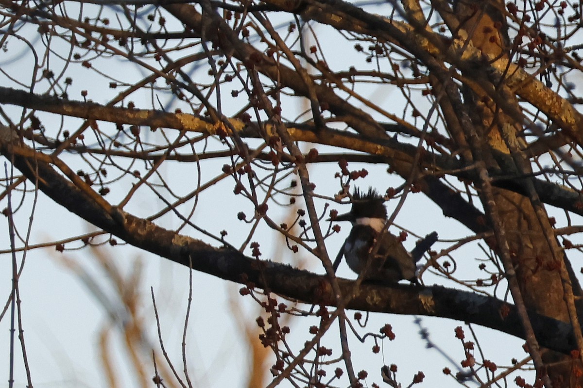 Belted Kingfisher - ML614569004