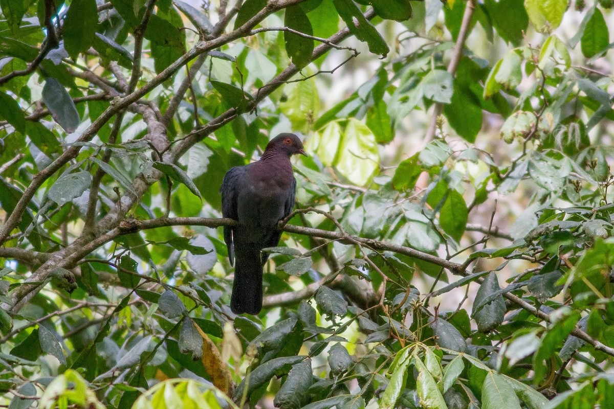 Scaly-naped Pigeon - ML614569358