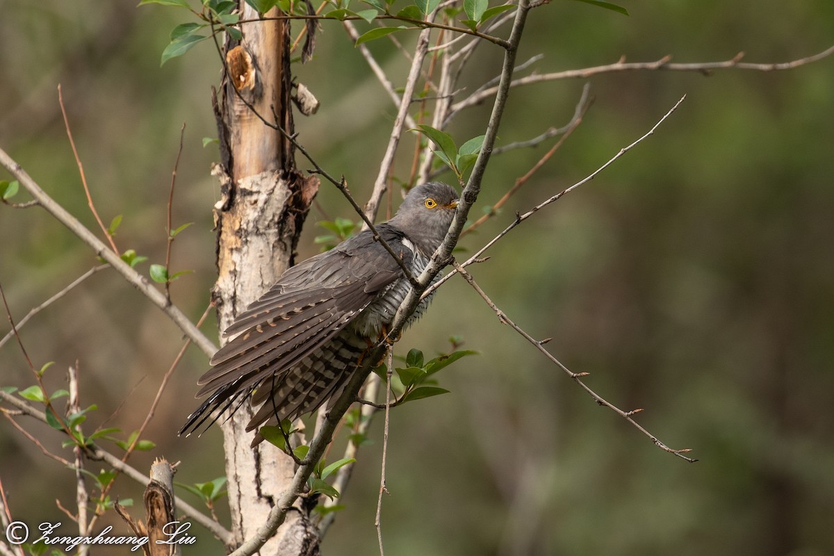 Common Cuckoo - Zongzhuang Liu