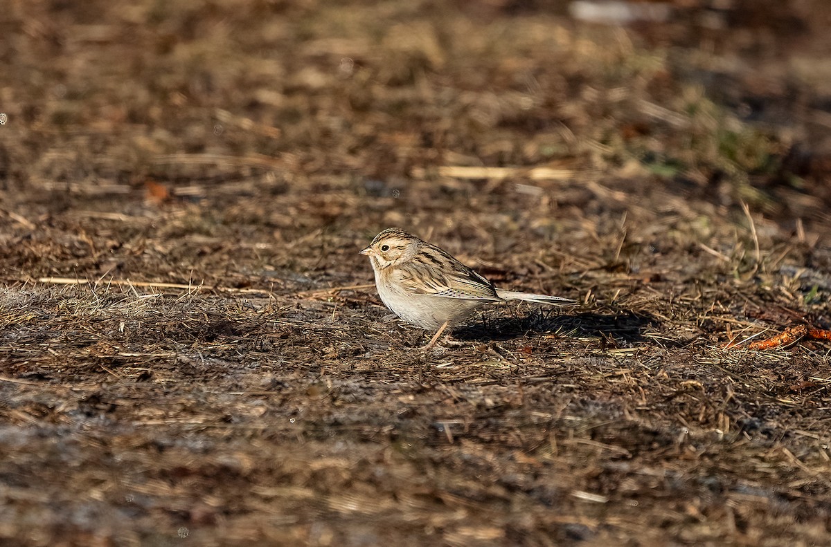 Clay-colored Sparrow - ML614569569