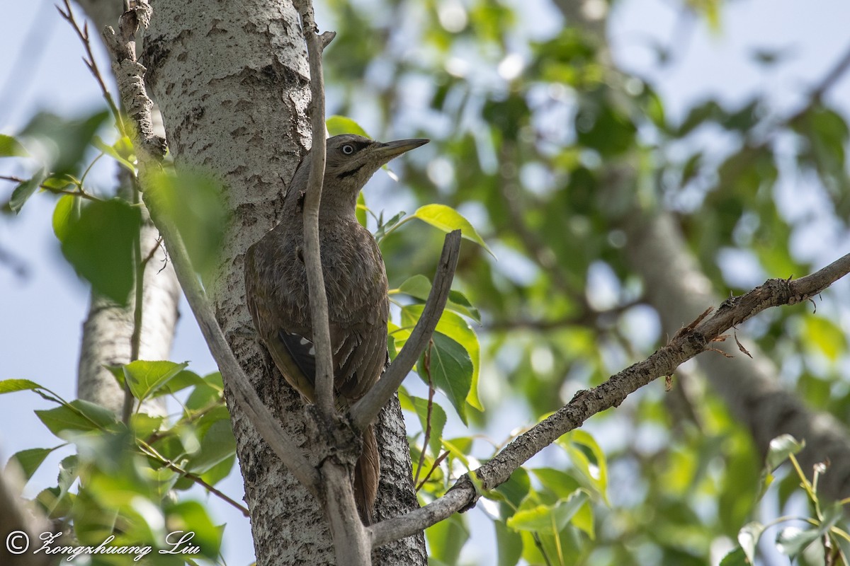 Gray-headed Woodpecker - ML614569695