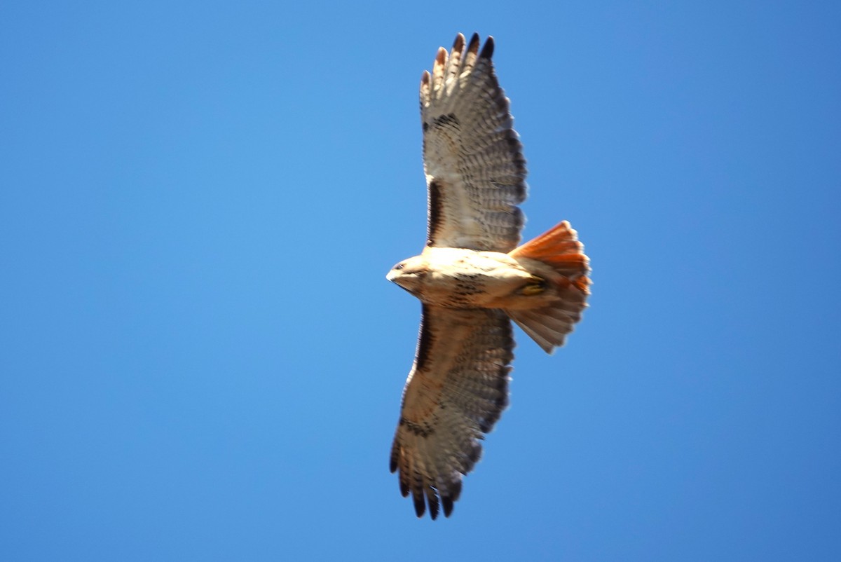 Red-tailed Hawk - ML614569707
