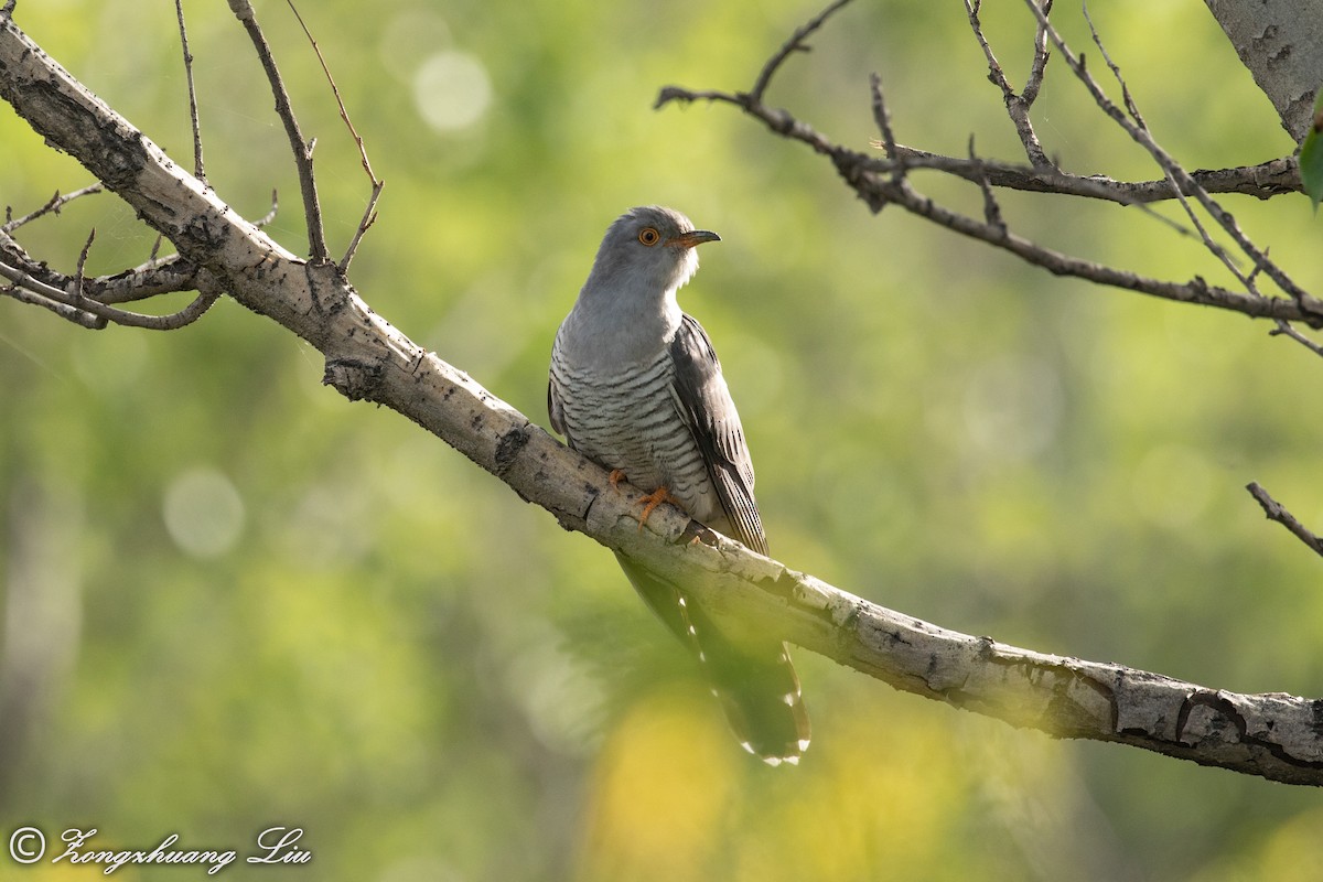 Common Cuckoo - Zongzhuang Liu