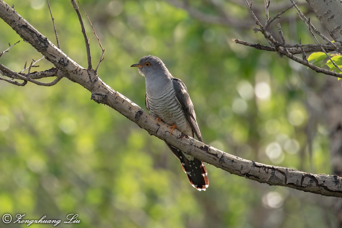 Common Cuckoo - ML614569727