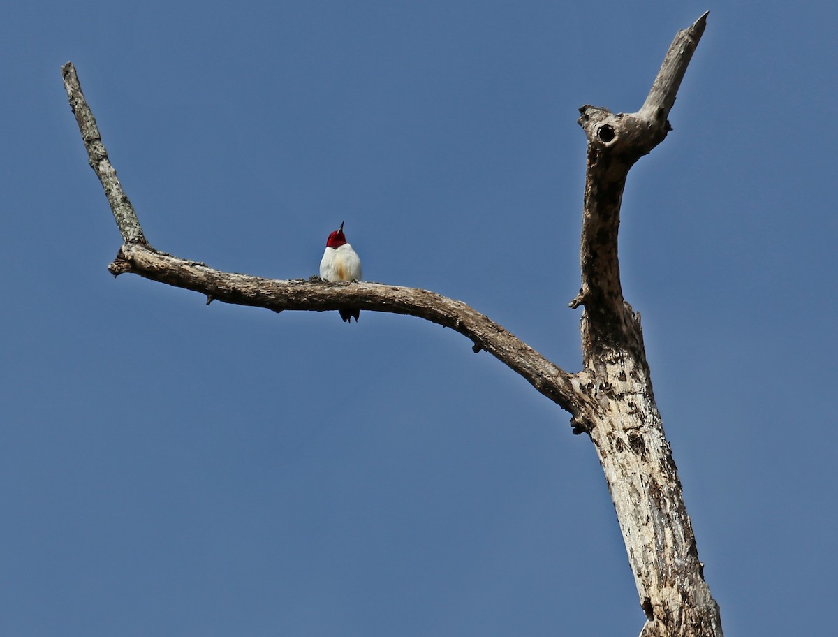 Red-headed Woodpecker - ML614569783