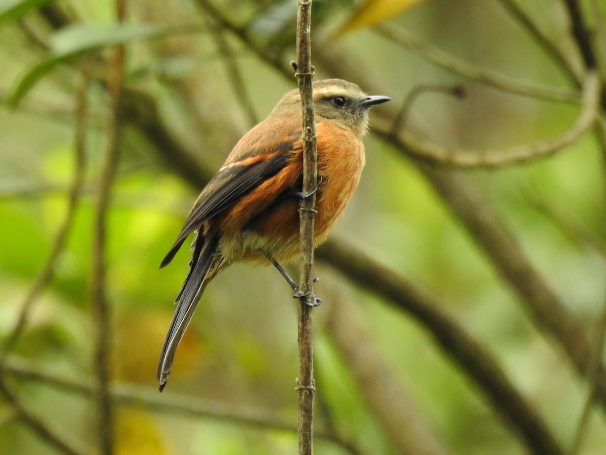 Brown-backed Chat-Tyrant - ML614569790
