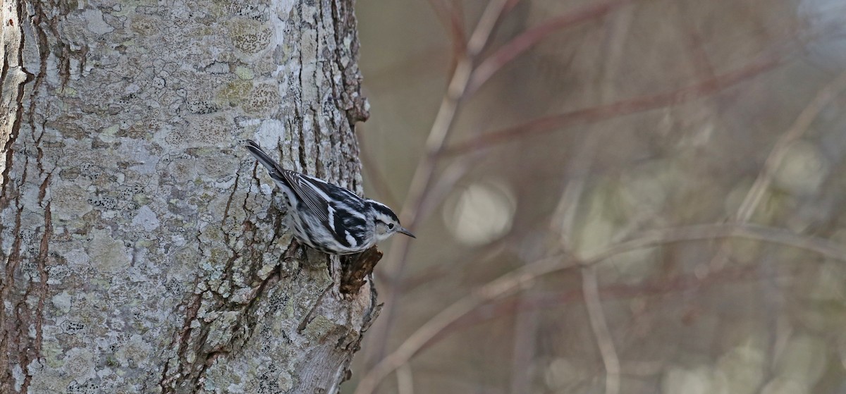 Black-and-white Warbler - ML614569822