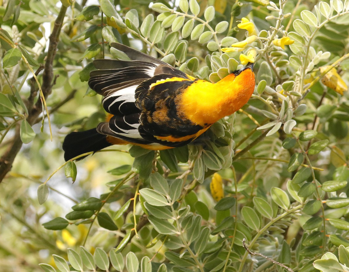 Spot-breasted Oriole - ML614569850