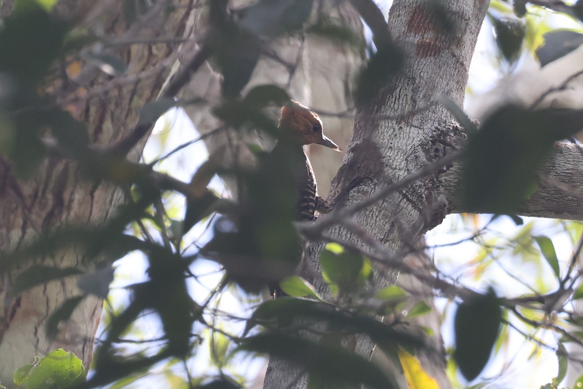 Ringed Woodpecker (Atlantic Black-breasted) - ML614569873