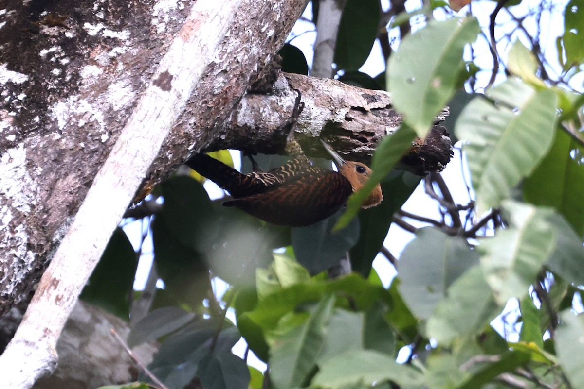 Ringed Woodpecker (Atlantic Black-breasted) - ML614569875