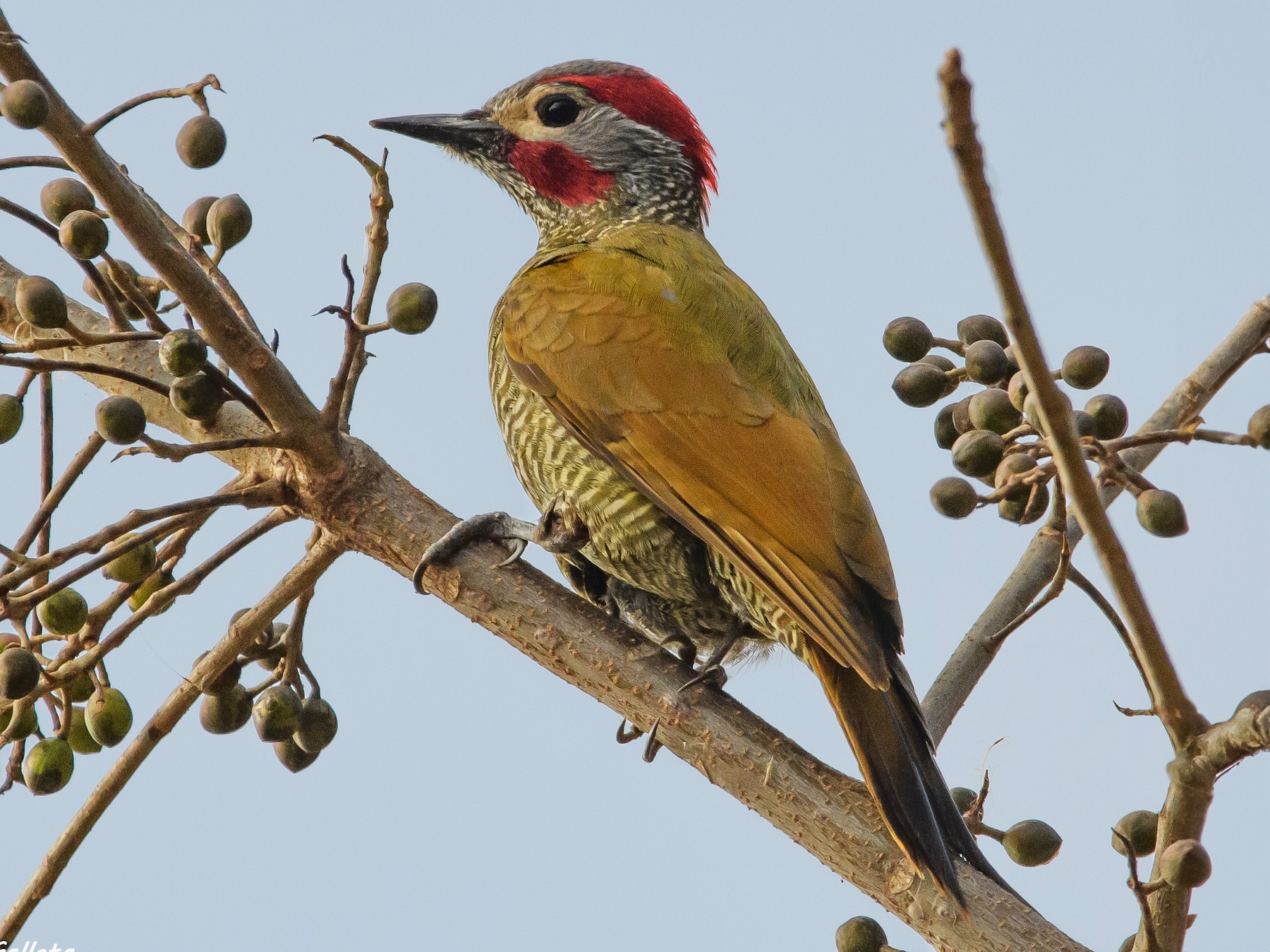 Golden-olive Woodpecker - Faby Galleta 🐦🦅
