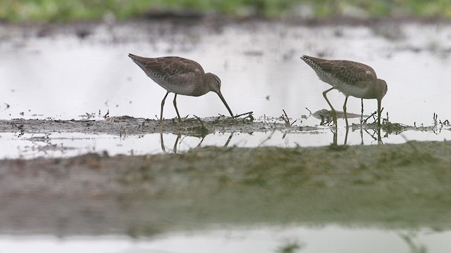 Long-billed Dowitcher - ML614570120