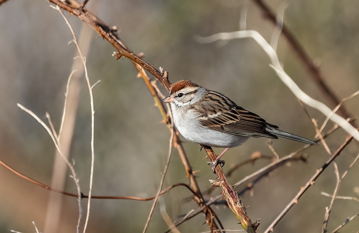 Chipping Sparrow - ML614570205
