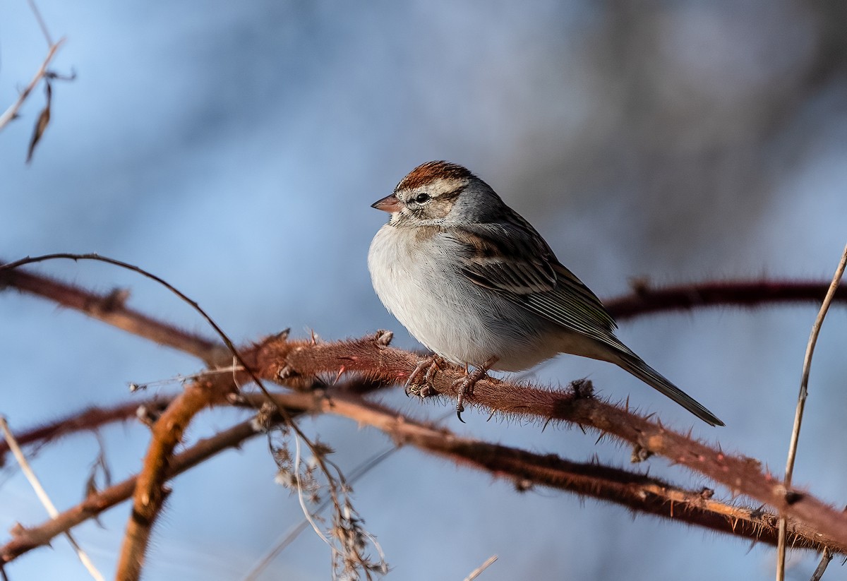 Chipping Sparrow - ML614570206