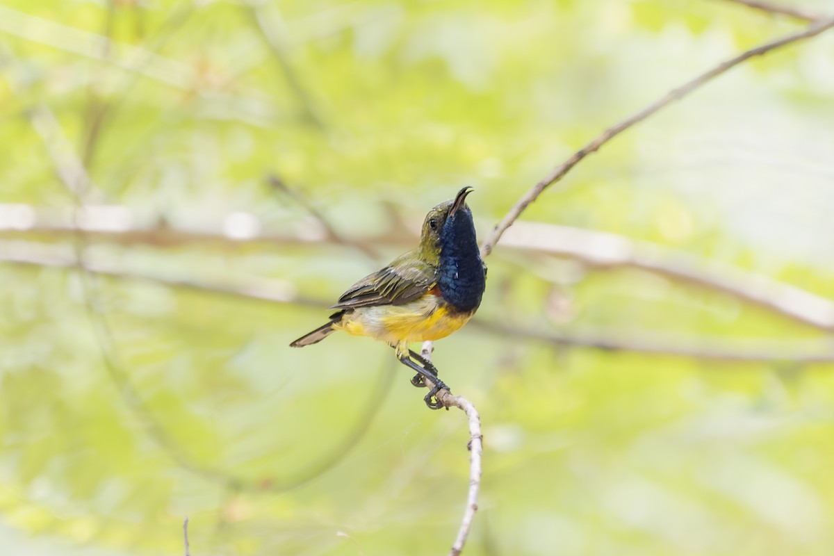 Ornate Sunbird - arjun basandrai