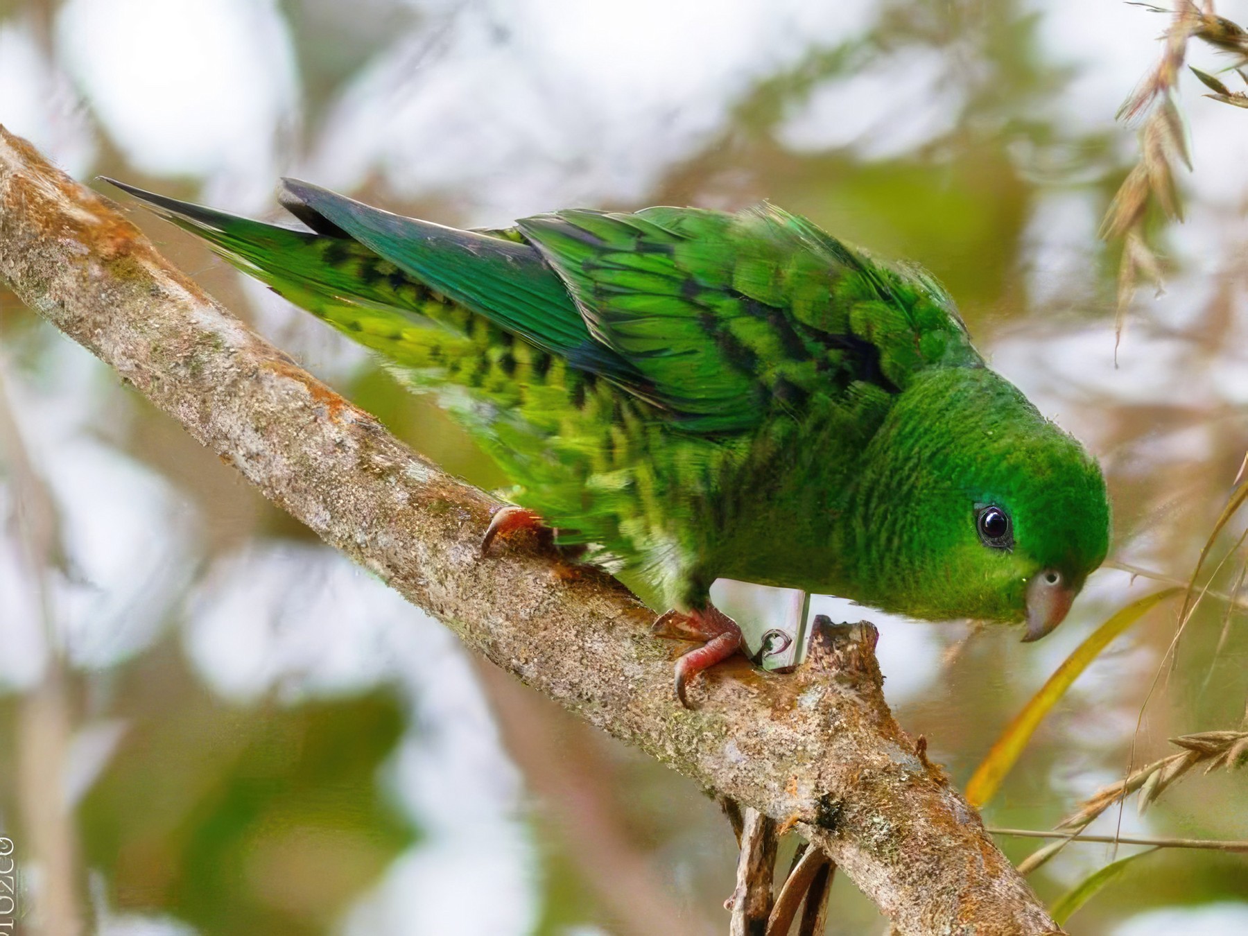 Barred Parakeet - Daniel Orozco Montoya