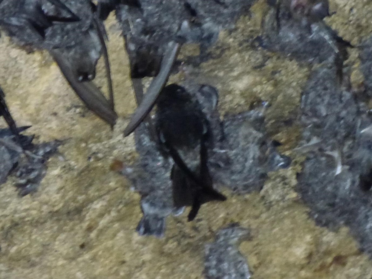 Black-nest Swiftlet - ML614570435