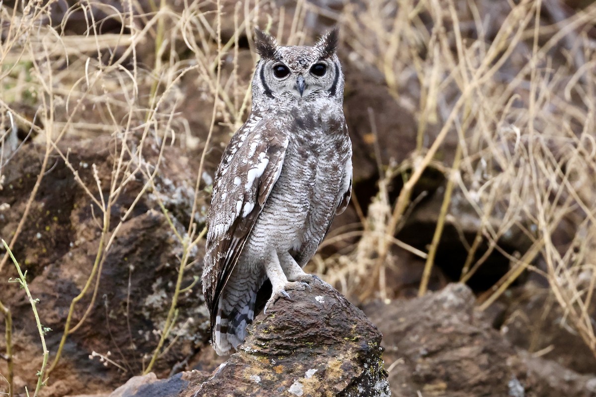 Grayish Eagle-Owl - ML614570450
