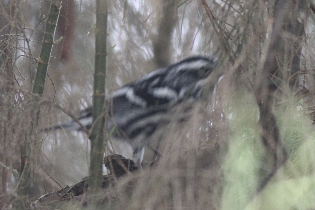 Black-and-white Warbler - ML614570530