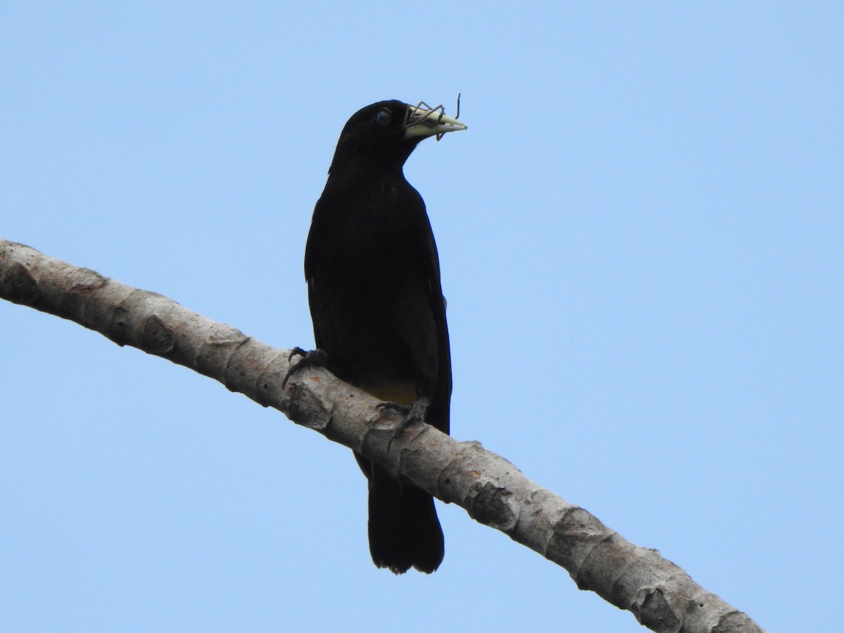 Yellow-rumped Cacique - ML614570571