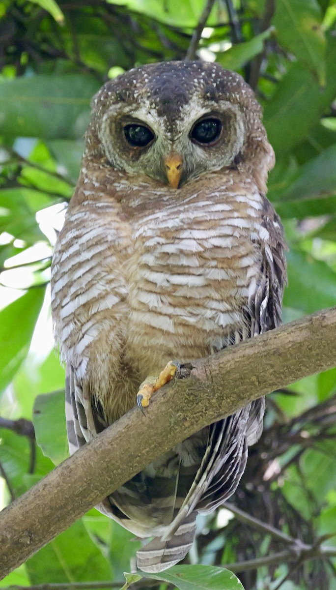 African Wood-Owl - ML614570640
