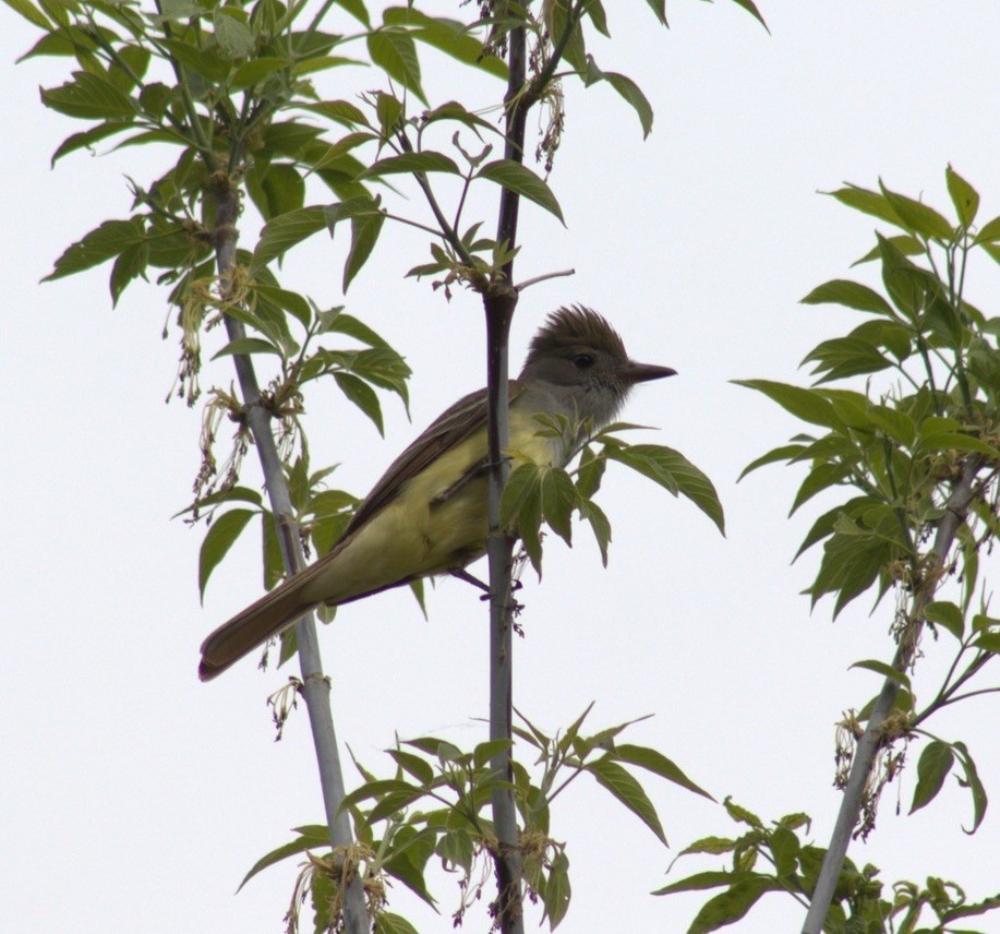 Great Crested Flycatcher - ML614570721