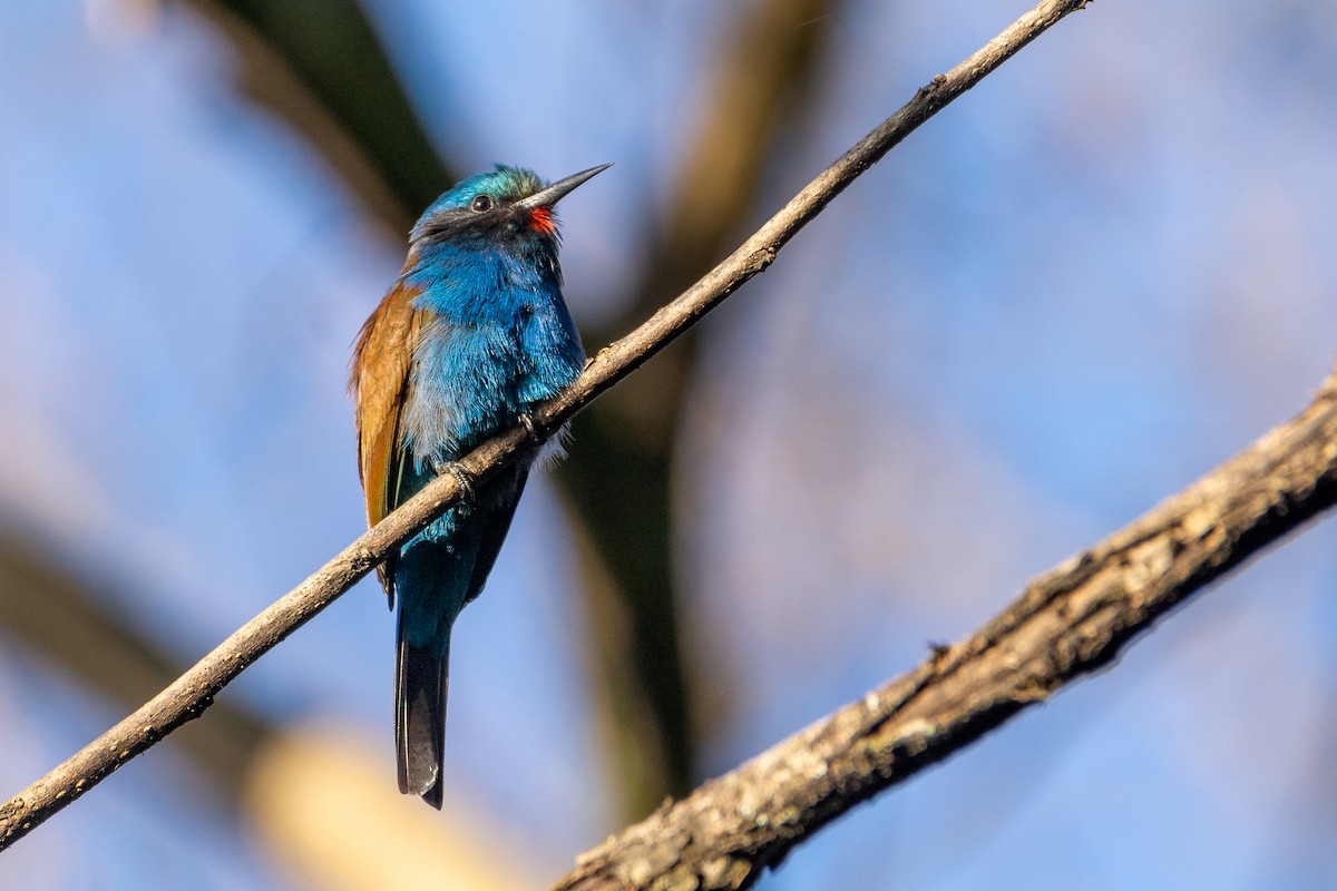 Blue-headed Bee-eater - Joshua Brown