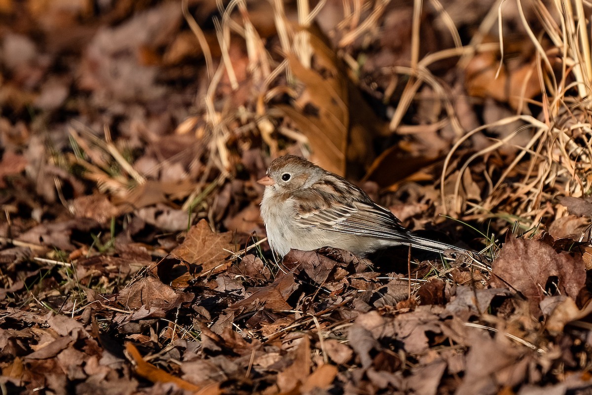 Field Sparrow - ML614570822
