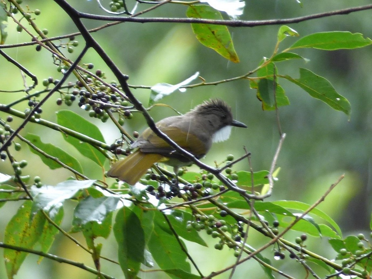 Cinereous Bulbul (Green-winged) - Barry Reed