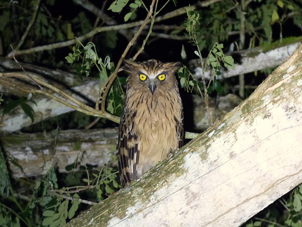 Buffy Fish-Owl - Barry Reed