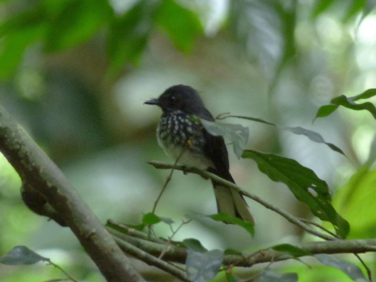 Spotted Fantail - ML614570963