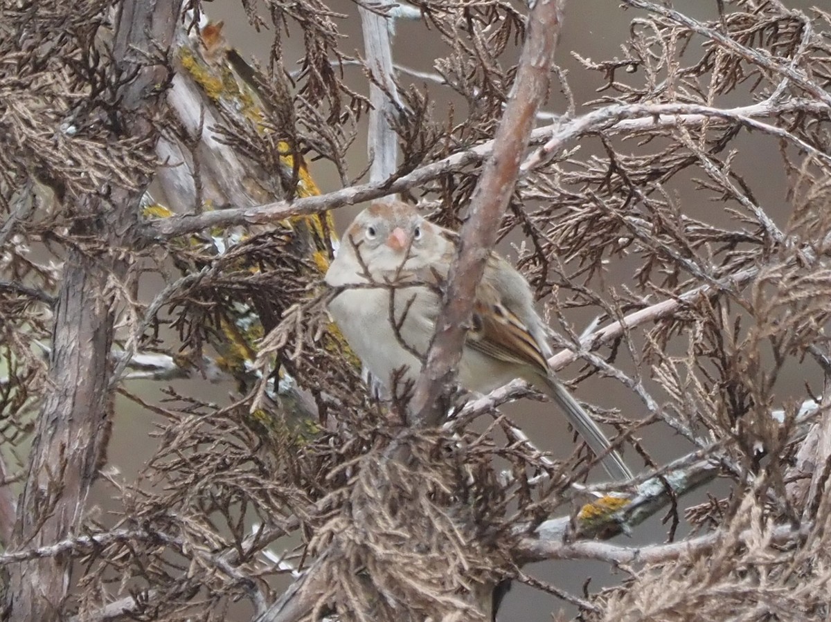 Field Sparrow - ML614571030