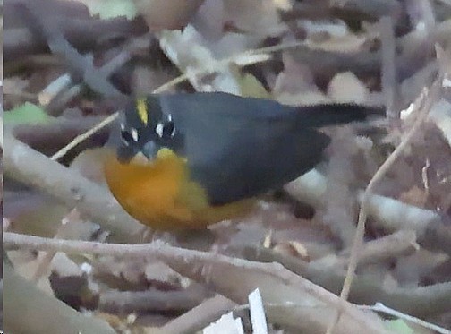 Fan-tailed Warbler - Mary Beth Stowe