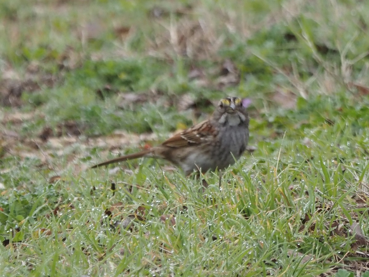 White-throated Sparrow - ML614571091