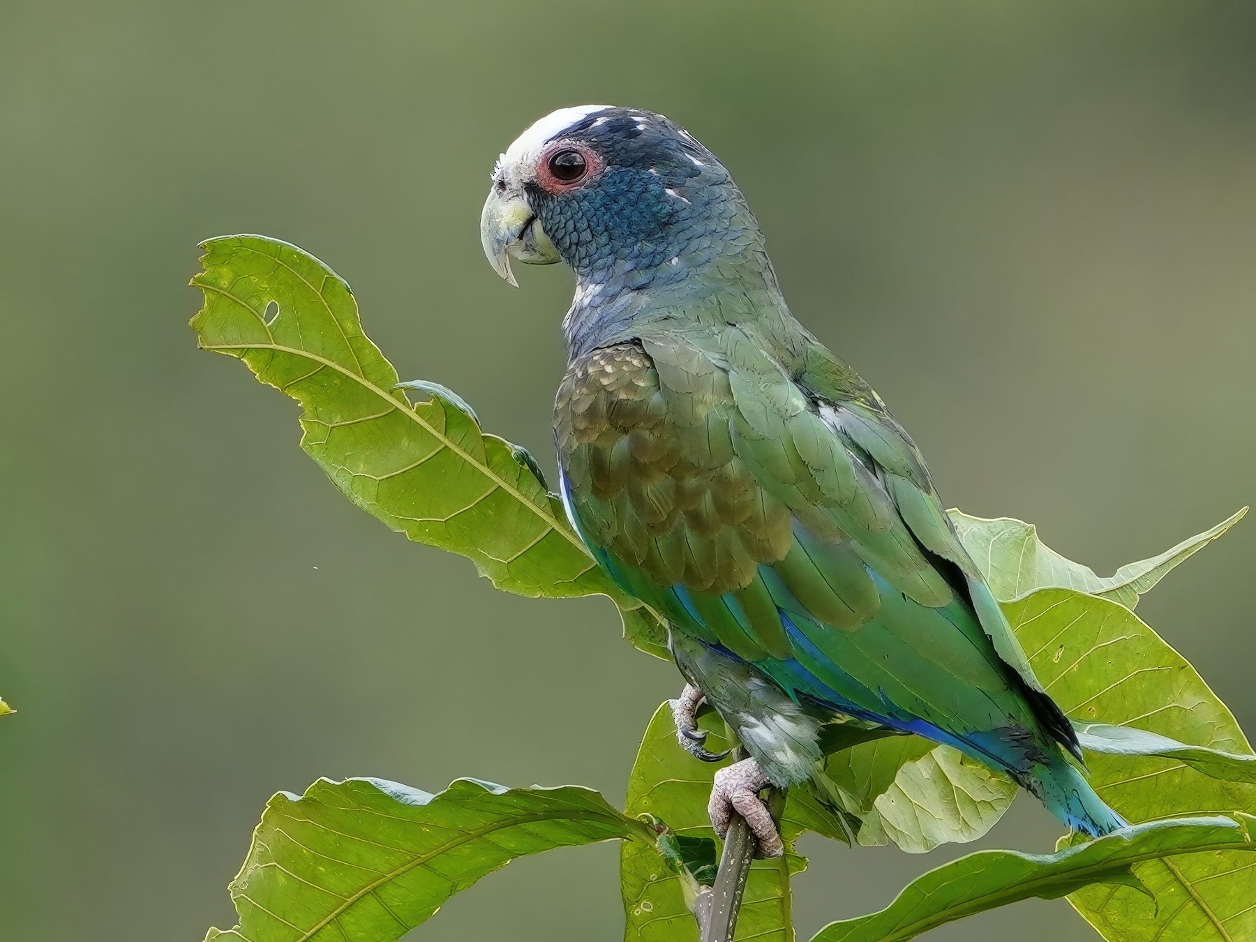 White-crowned Parrot - Carlos Ulate