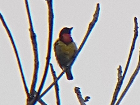 Scarlet-breasted Flowerpecker - ML614571512