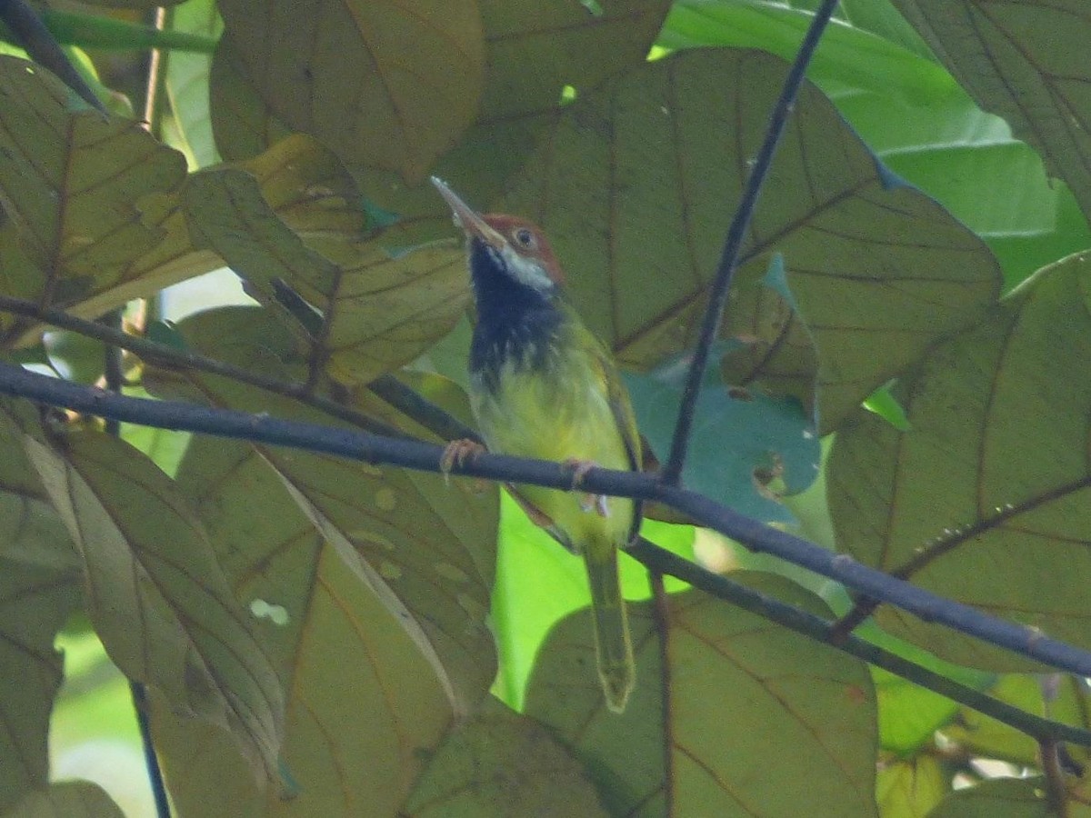 Dark-necked Tailorbird - ML614571561