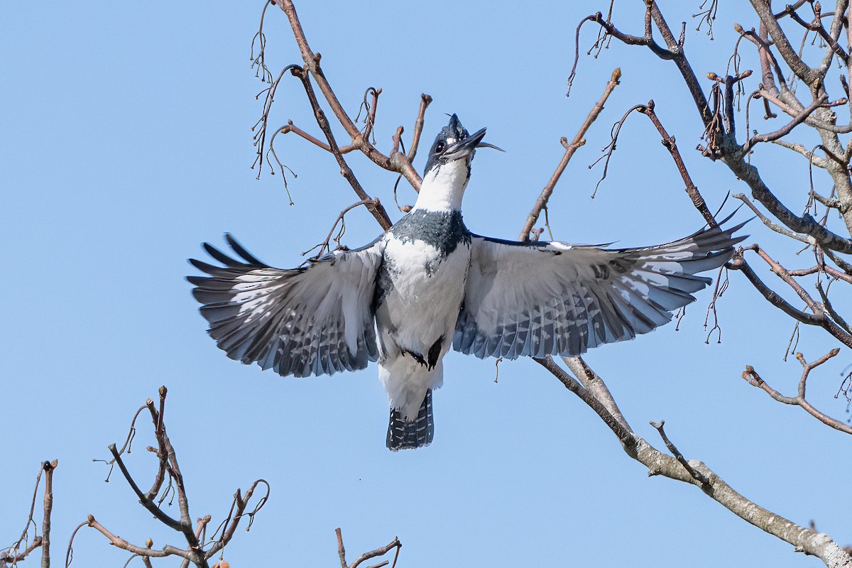 Belted Kingfisher - ML614571746