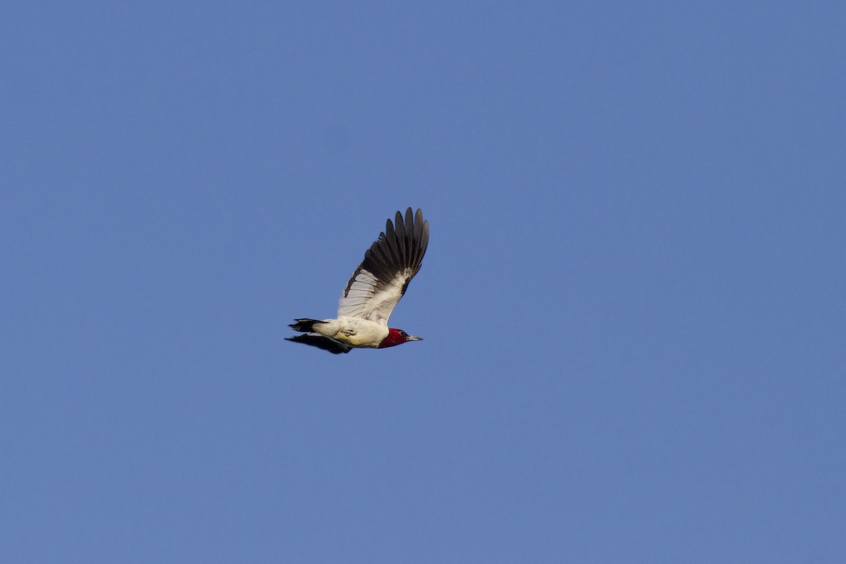 Red-headed Woodpecker - ML614571767